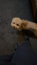 Lost Male Dog last seen Hazard pl and Clinton pl was seen near Wendy’s and ihop, Elizabeth, NJ 07208
