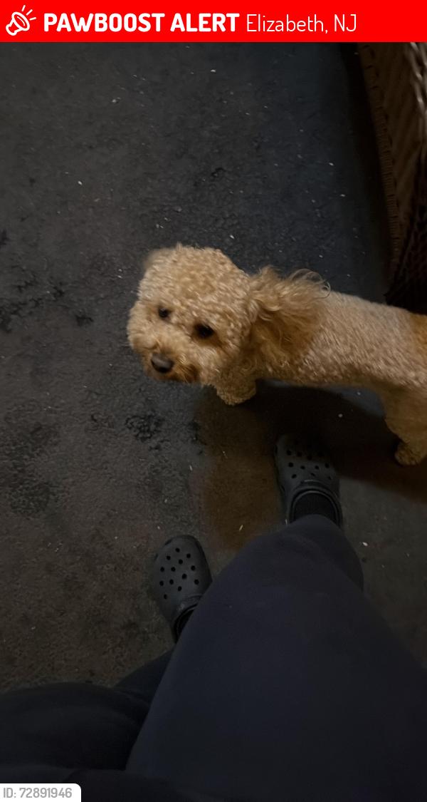 Lost Male Dog last seen Hazard pl and Clinton pl was seen near Wendy’s and ihop, Elizabeth, NJ 07208