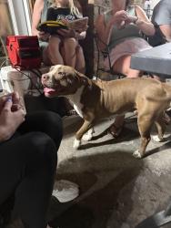 Found/Stray Female Dog last seen McCart & I20, Fort Worth, TX 76133