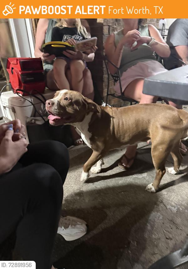 Found/Stray Female Dog last seen McCart & I20, Fort Worth, TX 76133