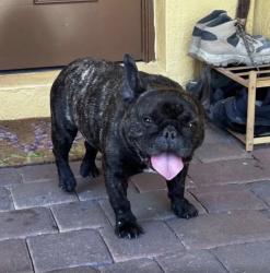 Found/Stray Male Dog last seen cutler bay, Cutler Bay, FL 33189