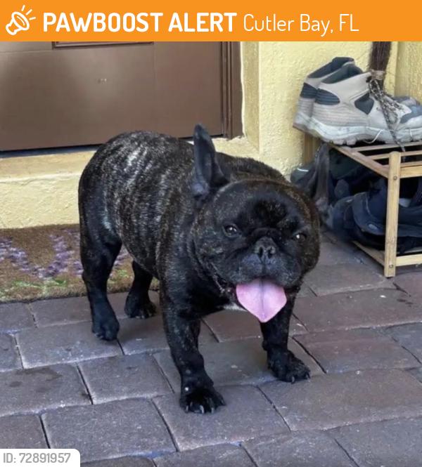 Found/Stray Male Dog last seen cutler bay, Cutler Bay, FL 33189
