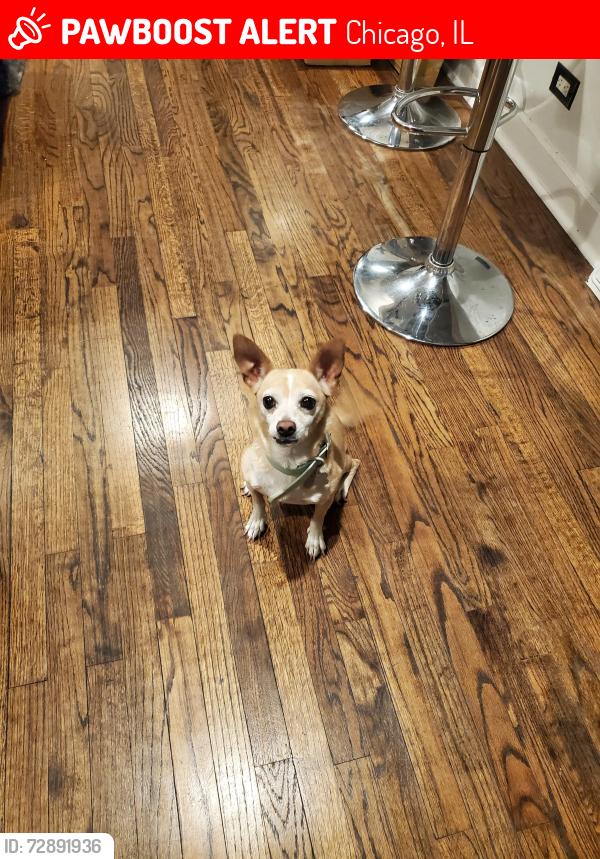 Lost Female Dog last seen Near and Hoxie, Chicago, IL 60617