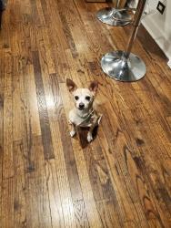 Lost Female Dog last seen Near and Hoxie, Chicago, IL 60617