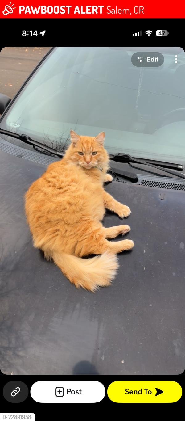 Lost Male Cat last seen Willamete estates apartments, Salem, OR 97305