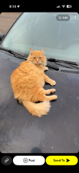 Lost Male Cat last seen Willamete estates apartments, Salem, OR 97305