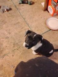 Lost Female Dog last seen Bonnie walters eason rd, La Grange, NC 28551