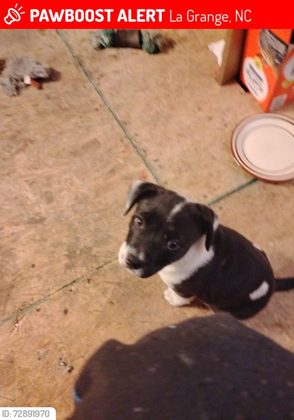 Lost Female Dog last seen Bonnie walters eason rd, La Grange, NC 28551