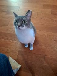 Lost Male Cat last seen Centinela and louise, Los Angeles, CA 90066