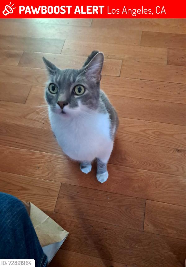 Lost Male Cat last seen Centinela and louise, Los Angeles, CA 90066