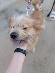 Found/Stray Male Dog last seen Tarrant Main St and Trinity Blvd, Fort Worth, TX 76040
