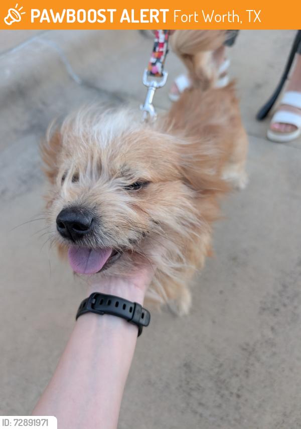 Found/Stray Male Dog last seen Tarrant Main St and Trinity Blvd, Fort Worth, TX 76040