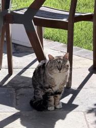 Found/Stray Male Cat last seen Maidenhair Way & Zebrina, San Ramon, CA 94582
