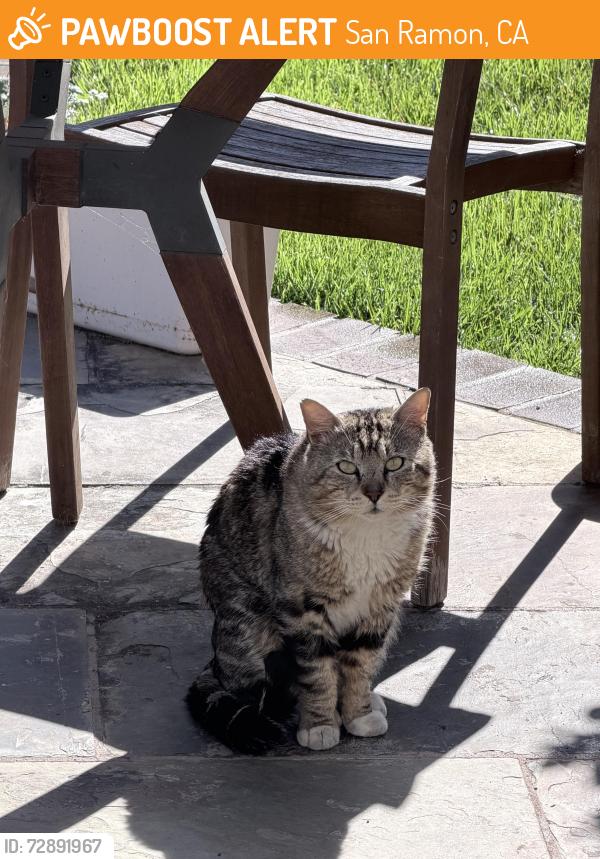 Found/Stray Male Cat last seen Maidenhair Way & Zebrina, San Ramon, CA 94582