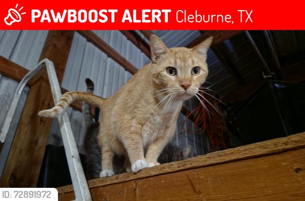 Lost Male Cat last seen Near County Road 805A , Cleburne, TX 76031