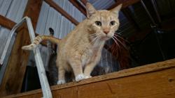 Lost Male Cat last seen Near County Road 805A , Cleburne, TX 76031
