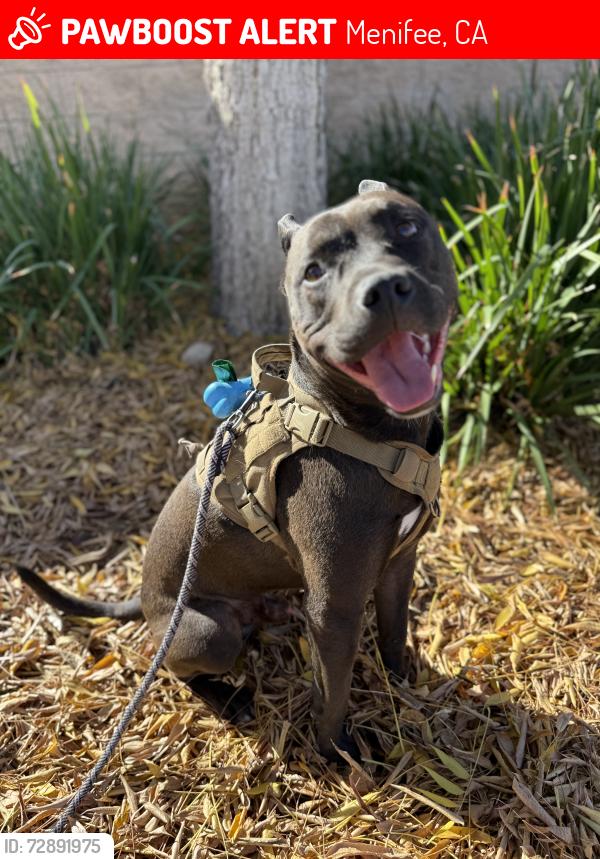 Lost Male Dog last seen Ridgemoor road, Menifee, CA 92587