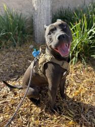 Lost Male Dog last seen Ridgemoor road, Menifee, CA 92587