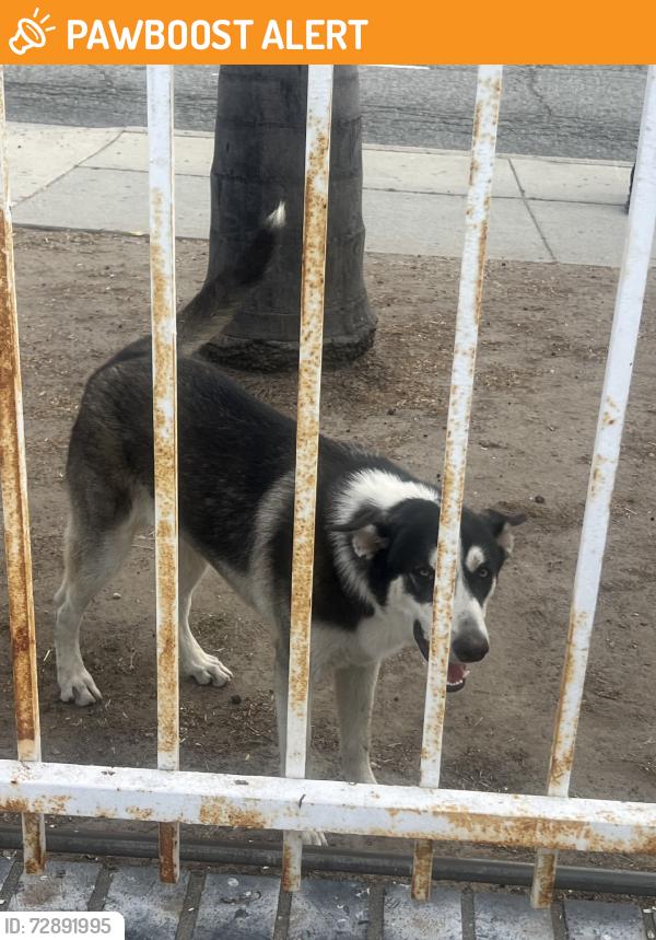 Found/Stray Female Dog last seen Avalon n El Segundo blvd, West Rancho Dominguez, CA 90059
