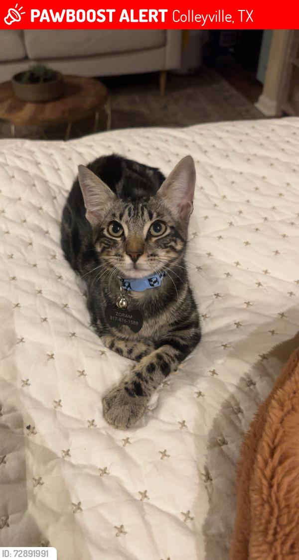 Lost Male Cat last seen Westcoat Drive, Colleyville, TX 76034