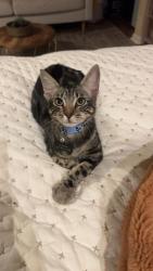Lost Male Cat last seen Westcoat Drive, Colleyville, TX 76034