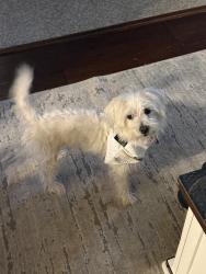 Lost Male Dog last seen Premier cinema , Pearland, TX 77581