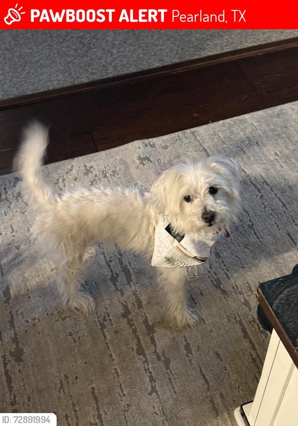 Lost Male Dog last seen Premier cinema , Pearland, TX 77581