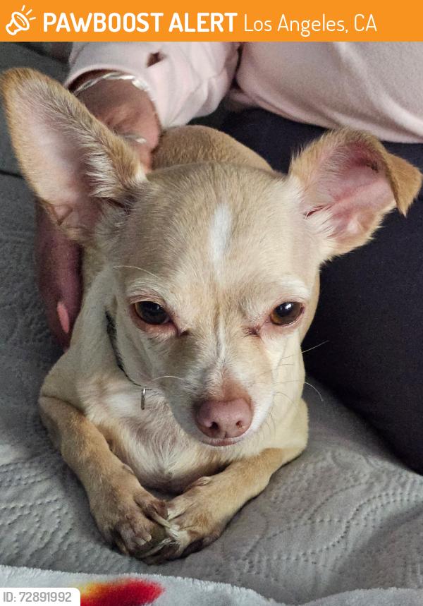 Found/Stray Female Dog last seen Kinzie & White Oak area, Los Angeles, CA 91325