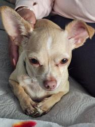 Found/Stray Female Dog last seen Kinzie & White Oak area, Los Angeles, CA 91325