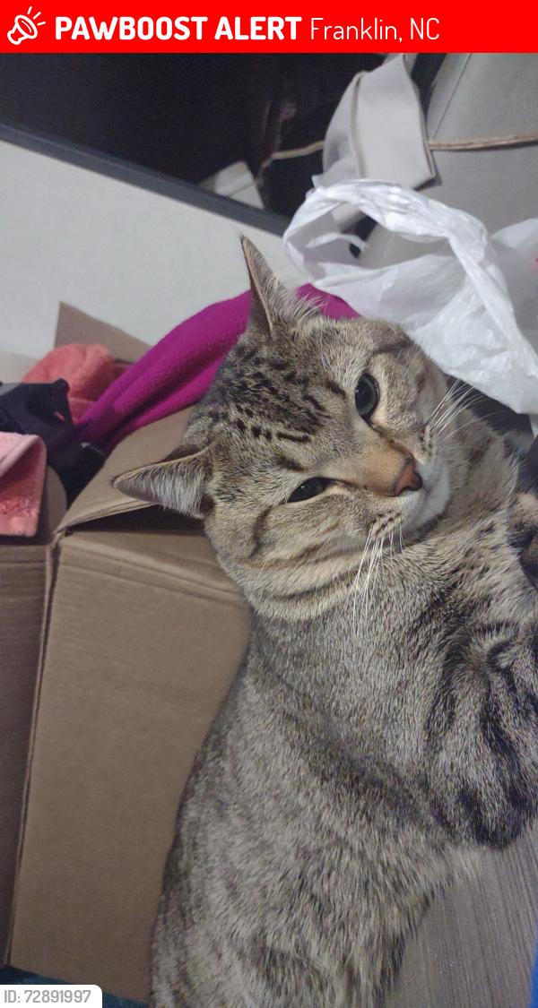 Lost Male Cat last seen Maclor forest rd, Franklin, NC 28734