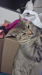 Lost Male Cat last seen Maclor forest rd, Franklin, NC 28734