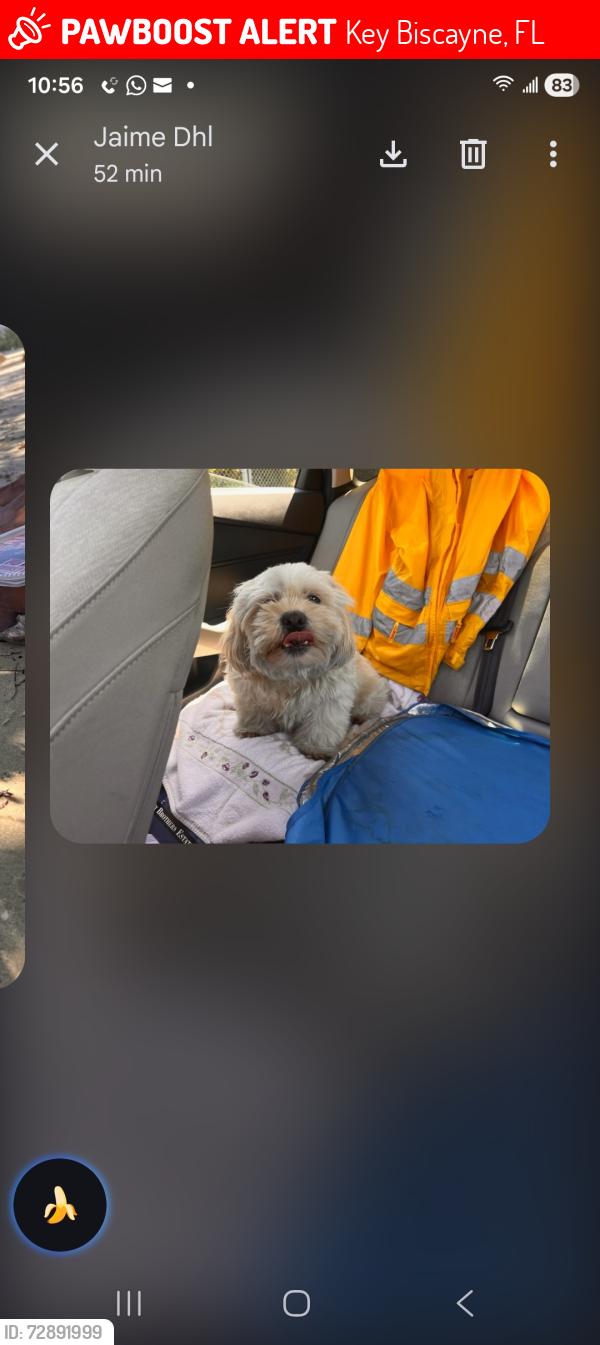 Lost Male Dog last seen Key Biscayne  , Key Biscayne, FL 33149
