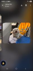 Lost Male Dog last seen Key Biscayne  , Key Biscayne, FL 33149
