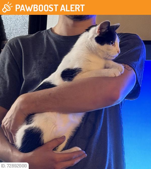 Found/Stray Male Cat last seen Schoolhouse, Canal Winchester, OH 43110