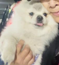 Found/Stray Male Dog last seen Garden Grove, Garden Grove, CA 92842