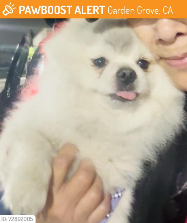 Found/Stray Male Dog last seen Garden Grove, Garden Grove, CA 92842