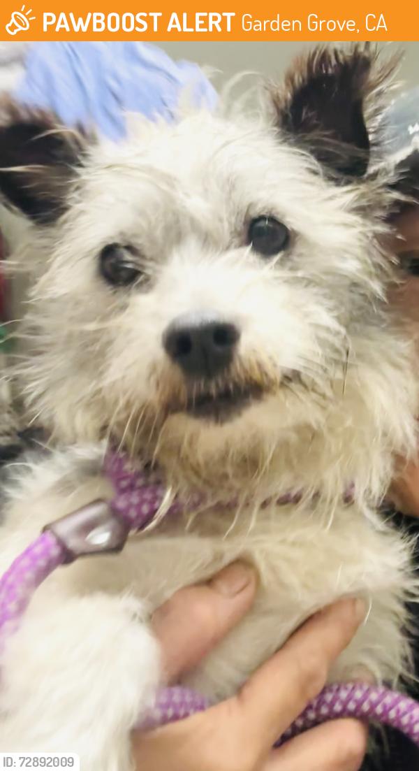 Found/Stray Male Dog last seen Garden Grove, Garden Grove, CA 92842