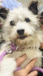 Found/Stray Male Dog last seen Garden Grove, Garden Grove, CA 92842
