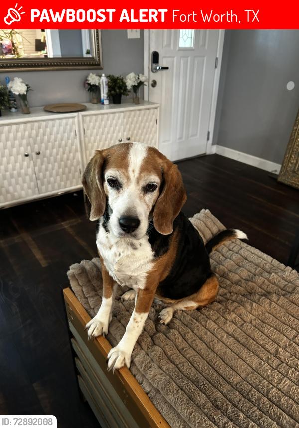 Lost Female Dog last seen Near Southwest high school , Fort Worth, TX 76133