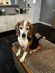 Lost Female Dog last seen Near Southwest high school , Fort Worth, TX 76133