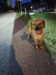 Found/Stray Female Dog last seen Litton & Lee Davis, Nashville, TN 37216