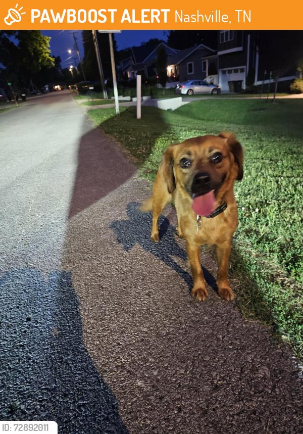 Found/Stray Female Dog last seen Litton & Lee Davis, Nashville, TN 37216