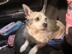 Found/Stray Male Dog last seen Fabrika a couple blocks down on frankford ave, Philadelphia, PA 19125