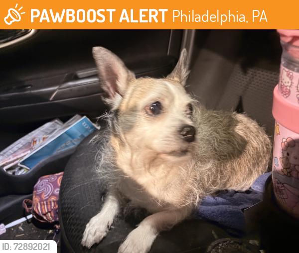 Found/Stray Male Dog last seen Fabrika a couple blocks down on frankford ave, Philadelphia, PA 19125