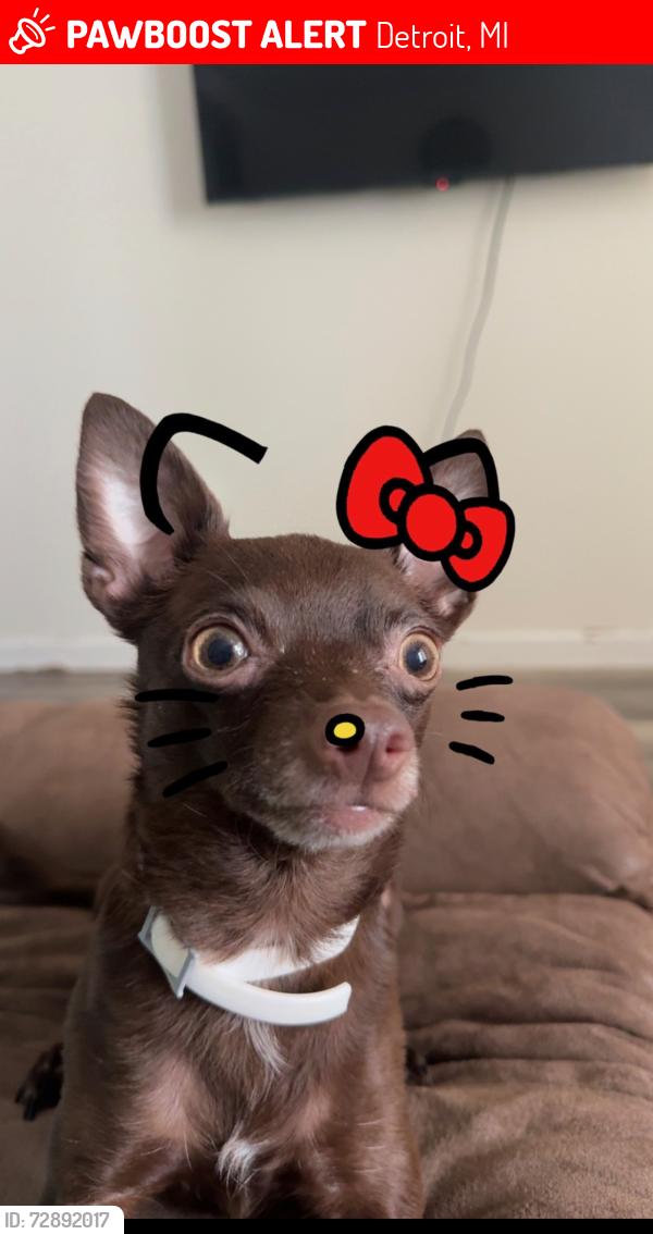 Lost Male Dog last seen Street, Detroit, MI 48210