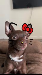 Lost Male Dog last seen Street, Detroit, MI 48210