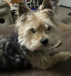 Lost Male Dog last seen Whispering Oaks, Redfield, AR 72132