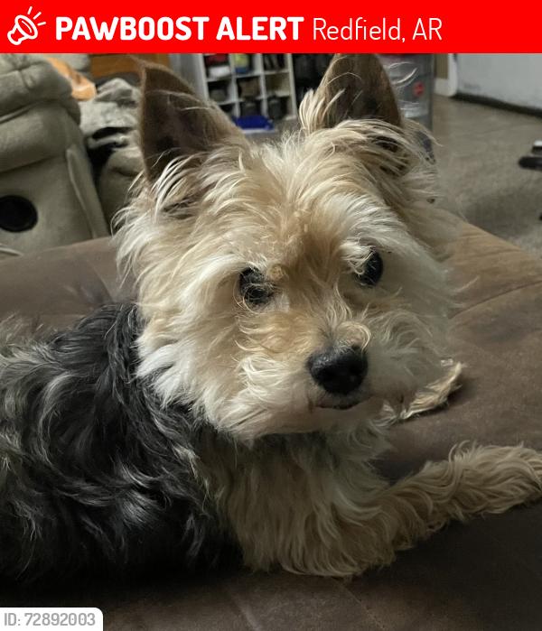 Lost Male Dog last seen Whispering Oaks, Redfield, AR 72132