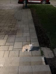 Found/Stray Unknown Dog last seen Rue Casaubon, Laval, QC H7X