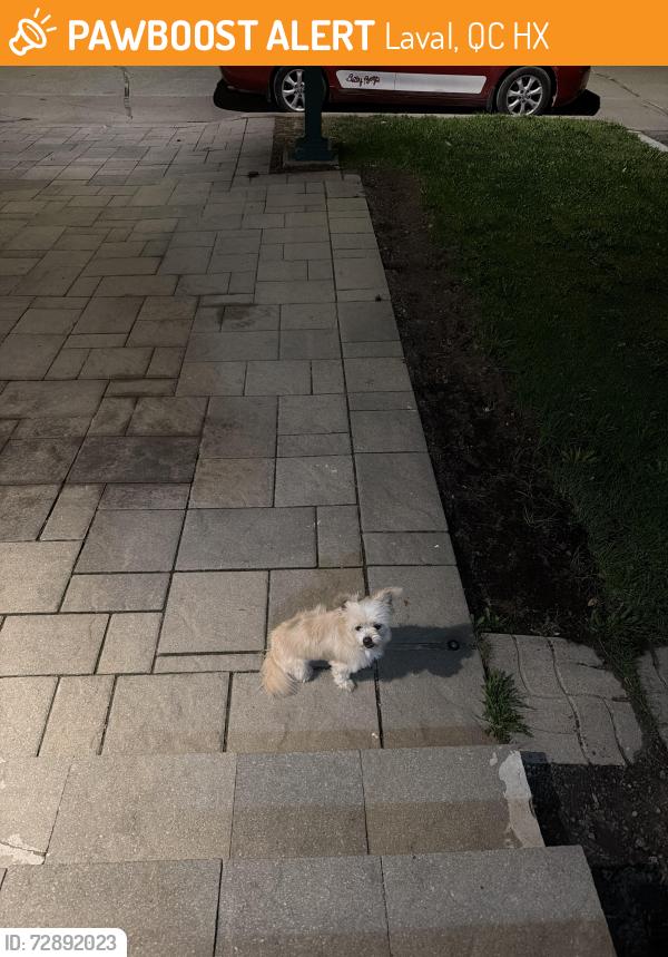 Found/Stray Unknown Dog last seen Rue Casaubon, Laval, QC H7X